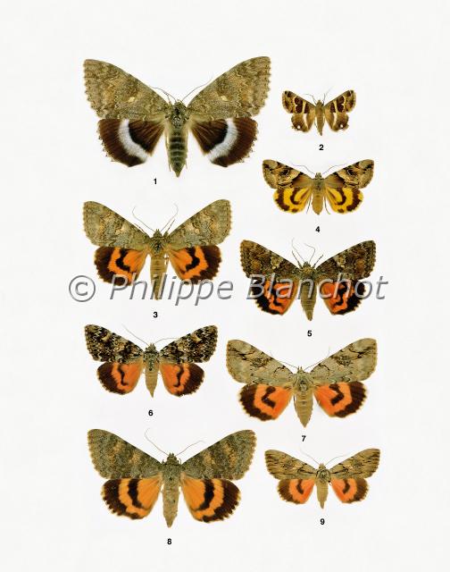 papillons 08.JPG - in "Le Guide Entomologique"Patrice Leraut et Philippe BlanchotEds Delachaux & Niestlé 2003Lépidoptères1 Catocala fraxini (Linné), La Lichenée bleue, Noctuidae2 Prodotis stolida (Fabricius), Noctuidae3 Catocala nupta (Linné), La Mariée, Noctuidae4 Catocala fulminea (Scopoli), La Lichenée jaune, Noctuidae5 Catocala sponsa (Linné), La Fiancée, Noctuidae6 Catocala promissa (Denis & Schiffermüller), La Promise, Noctuidae7 Catocala electa (Vieweg), L’Élue, Noctuidae8 Catocala elocata (Esper), La Déplacée, Noctuidae9 Catocala optata (Godart), La Lichenée de Godart, Noctuidae